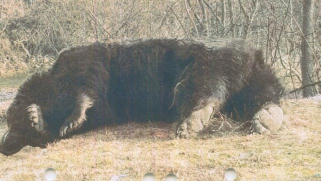 Arthur, cel mai mare urs din România, a fost ucis de un prinț din Austria