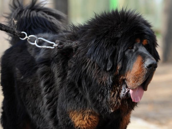 Au cumparat un mastiff tibetan, dar cand a crescut, proprietarii si-au dat seama ca este un urs!