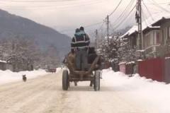 Au legat un tânăr de un copac şi l-au bătut până a intrat în comă