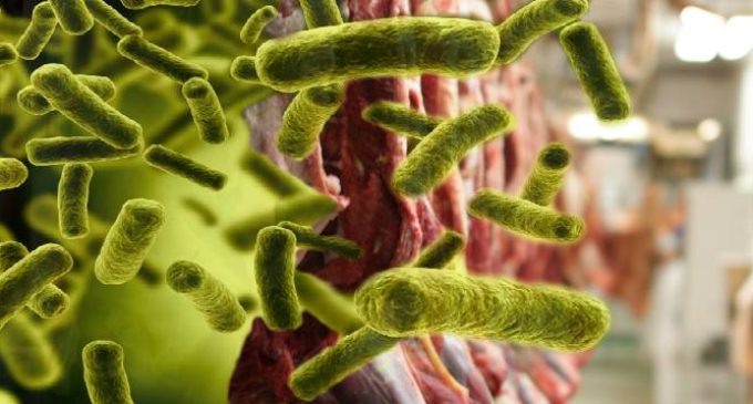 Bacteria E.coli depistată în județele Alba și Maramureș