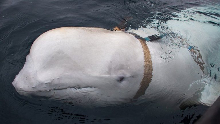 Beluga-spion a rușilor se află în prezent pe coasta de vest a Suediei

