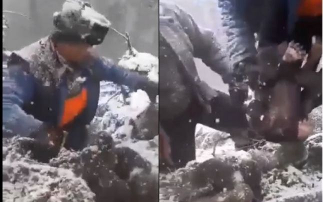 Bestiile care au chinuit patru ursuleți în bârlogul lor au fost găsite: