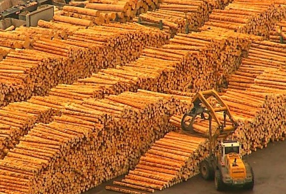 BOMBĂ: FSC retrage certificarea Schweighoffer. Lemnul tăiat ilegal din pădurile României nu va mai putea fi comercializat pe piața internațională