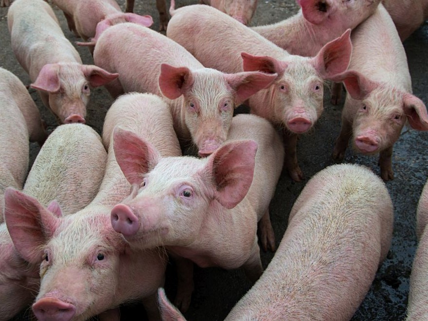 Bulgaria sacrifică 24.000 de porci, nou focar de pestă porcină