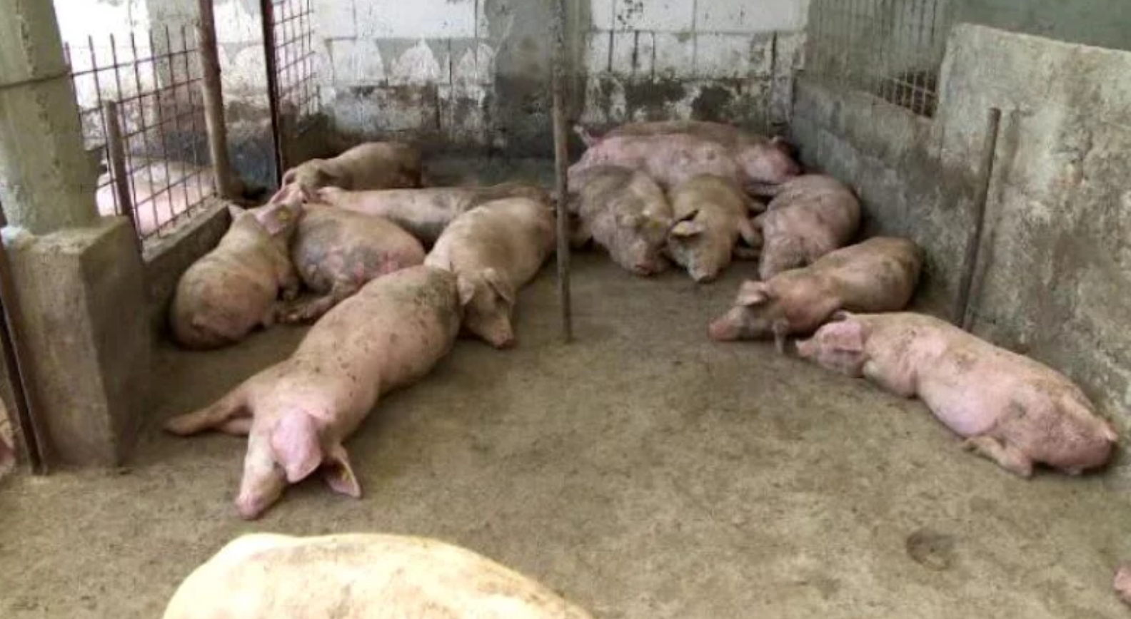 Cadavre de porci cu pestă porcină au fost găsite într-o groapă de gunoi