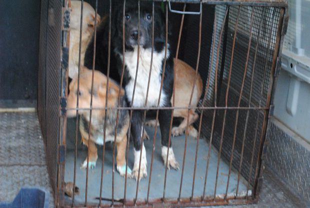 Cadavre în stare avansată de putrefacție, la adăpostul de câini din Câmpina