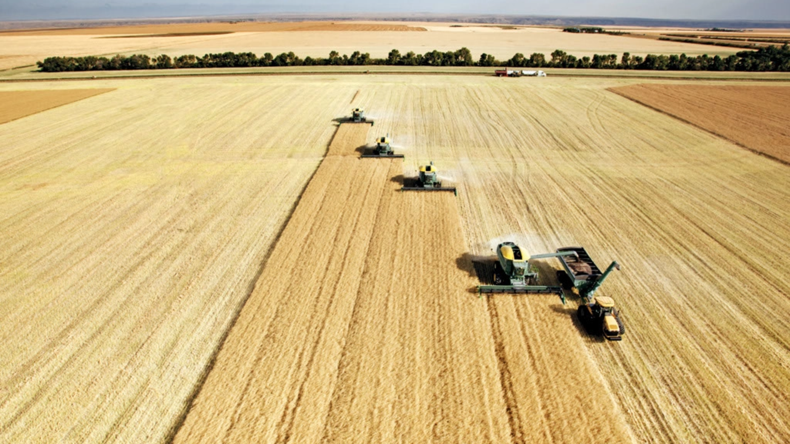 Canicula loveşte puternic agricultura europeană. Uleiul de măsline, printre cele mai afectate produse - Care sunt avantajele României
