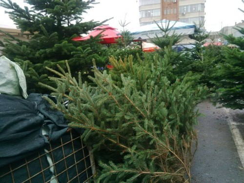 Care sunt preţurile la brazi in Bucuresti si în ţară