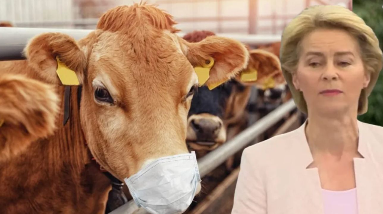 Ce a mai păscut Ursula pe la Bruxelles: Vacile obligate să poartă măști!