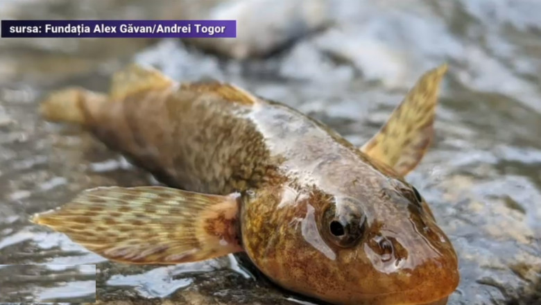 Cea mai rară specie de pește din Europa, considerată fosilă vie, a reapărut într-un râu din România