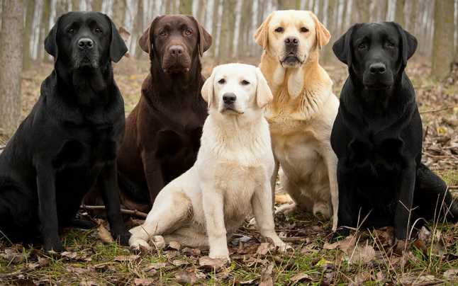 Cercetătorii au demontat mitul conform căruia 1 an din viaţa unui câine este echivalent cu 7 ani la om