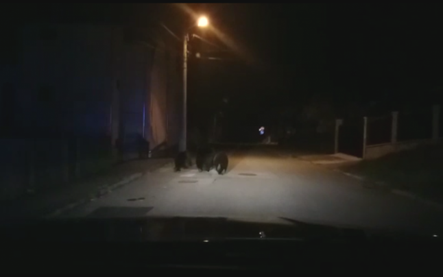 Cinci intervenţii ale jandarmilor pentru alungarea a 11 urşi din Buşteni