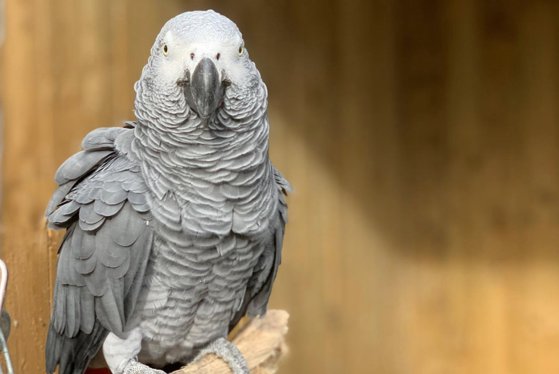 Cinci papagali, izolaţi după ce au înjurat vizitatorii unui parc natural din Marea Britanie