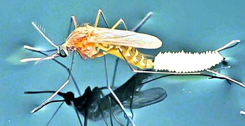 Cinci persoane au murit din cauza virusului West Nile în ultima săptămână