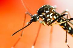 Cinci români morţi după ce au fost muşcaţi de ţânţari