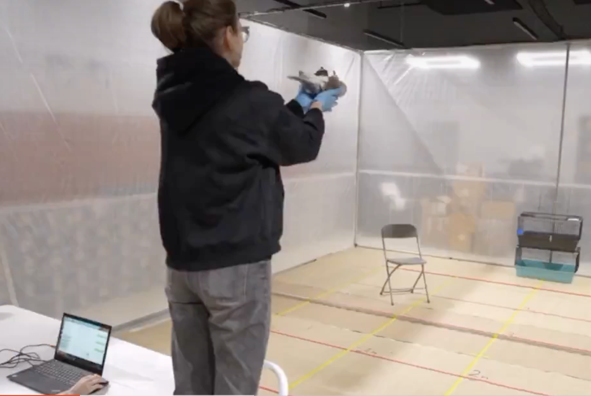 Cipuri în creierul porumbeilor: un startup rus testează „biodrone