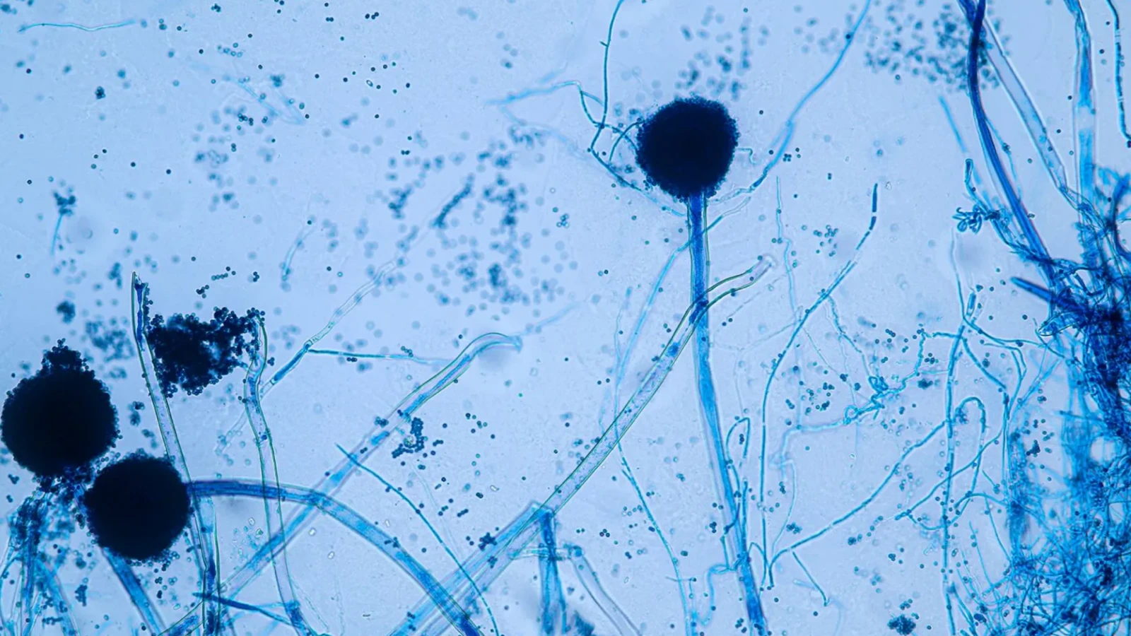 Ciuperca mortală care 