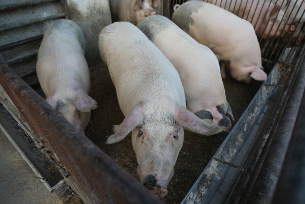Comisarul european pentru Agricultură intervine în scandalul pestei porcine! ce măsuri vor fi luate