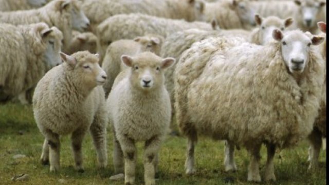 Comisia Europeană îi cere lui Daea să oprească exportul a 70.000 de oi către state arabe