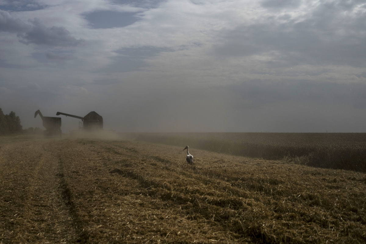 Companie europeană, complice la jaful rusesc: Grâne ucrainene din teritoriile ocupate, furate de ruși și împinsă pe piețele mondiale. Ce relevanta are pentru România