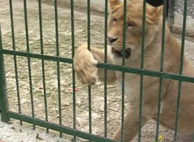 Copil din Sibiu atacat de un leu de circ