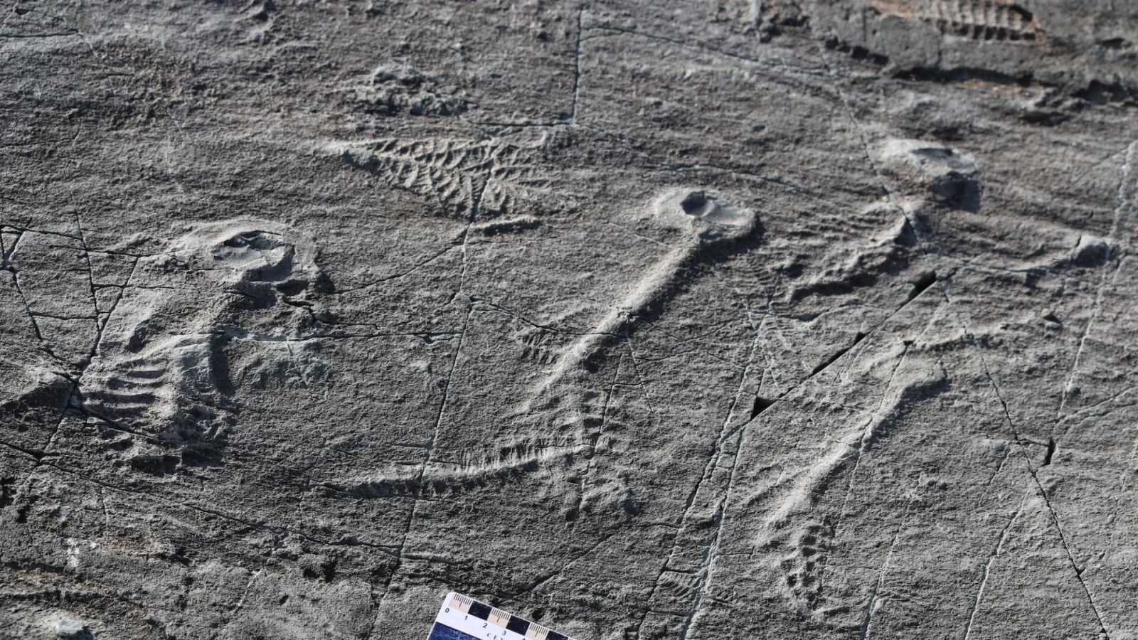 Creaturile bizare care au sfidat evoluția: nu erau nici plante, nici animale, ci doar un eșec al naturii
