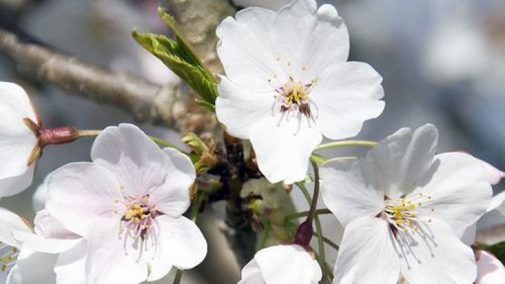 De 1 Mai se serbează şi Armindeni, sărbătoare cunoscută şi ca