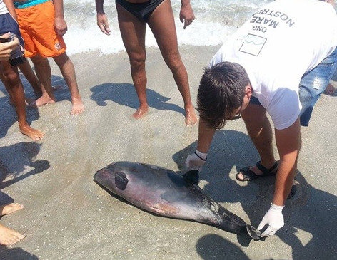 Delfini eşuaţi pe plajele din Mamaia şi Venus după ce au murit din cauza plaselor pescăreşti
