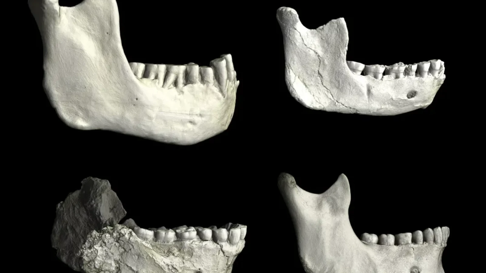 Descoperirea care rescrie istoria omenirii: originea omului, mai veche decât se credea
