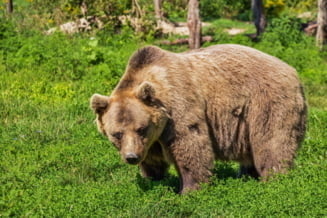 Despăgubiri de 15.000 de euro date în instanţă pentru o persoană atacată de urs. Statul român, responsabil pentru atac
