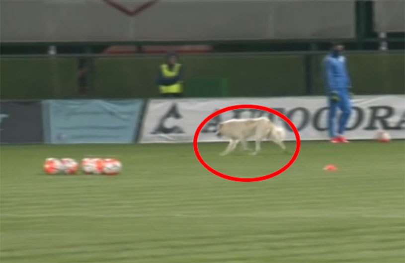 Dinamo și-a trimis un spion la meciul dintre Astra și Craiova. Un câine a întrerupt meciul / VIDEO