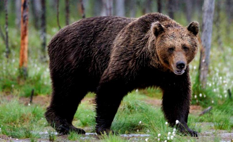 Doi copii au fost atacaţi de urs în judeţul Sibiu. Care este starea lor