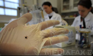 Două persoane diagnosticate cu boala Lyme şi alte patru suspecte în spital
