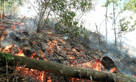 Două femei au dat foc la pădure după ce au vrut să-și pregătească un grătar