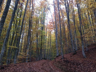 Dupa ce au fost atacati sau ucisi de hotii de lemne, padurarii vor primi arme letale