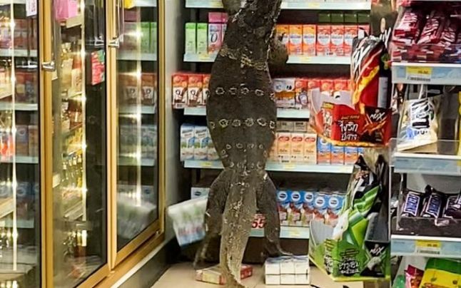 E viral! O şopârlă de aproape doi metri se caţără pe raftul unui supermarket în strigătele disperate ale cumpărătorilor