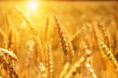 Egiptul a cumpărat 120.000 de tone de grâu din România în această lună