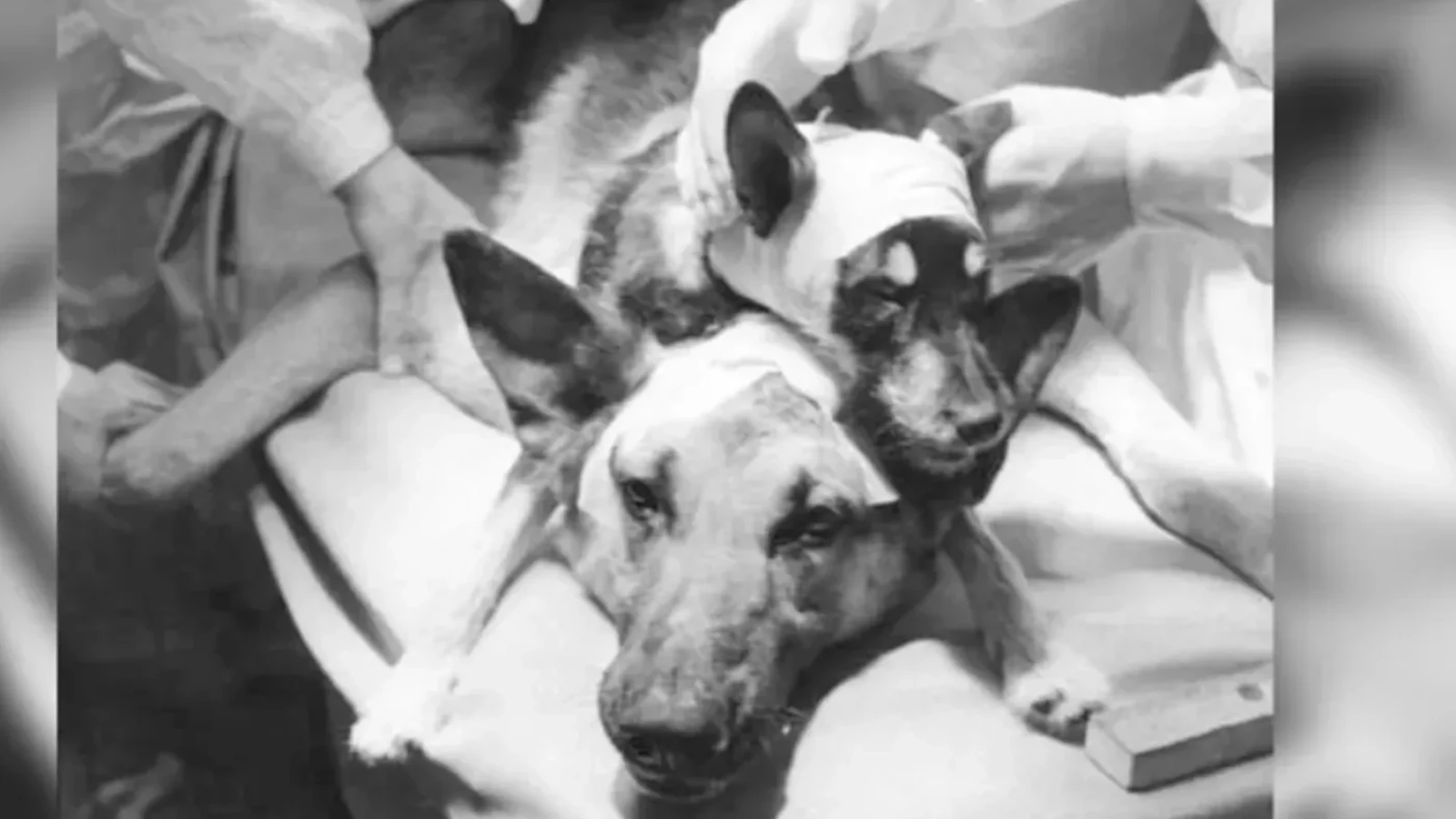 Experimentul care a șocat lumea: Savantul sovietic din spatele celei mai controversate operații
