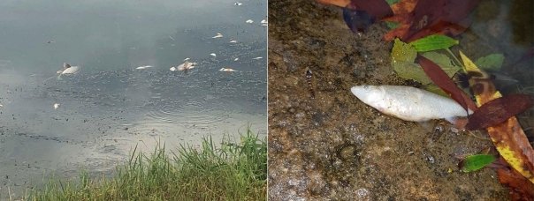 Explicatii incredibile. Iata de ce au murit atatia pesti in apele din jurul Iasului