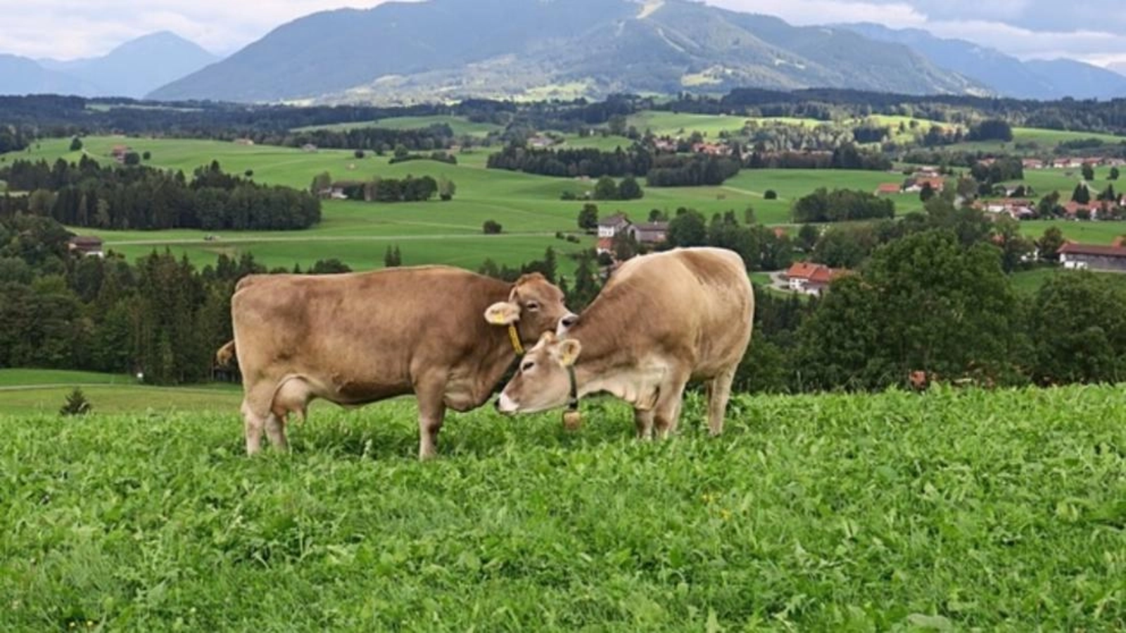 Fermele de lapte din România, în pragul colapsului. Mulți fermieri au pus lacăt afacerii
