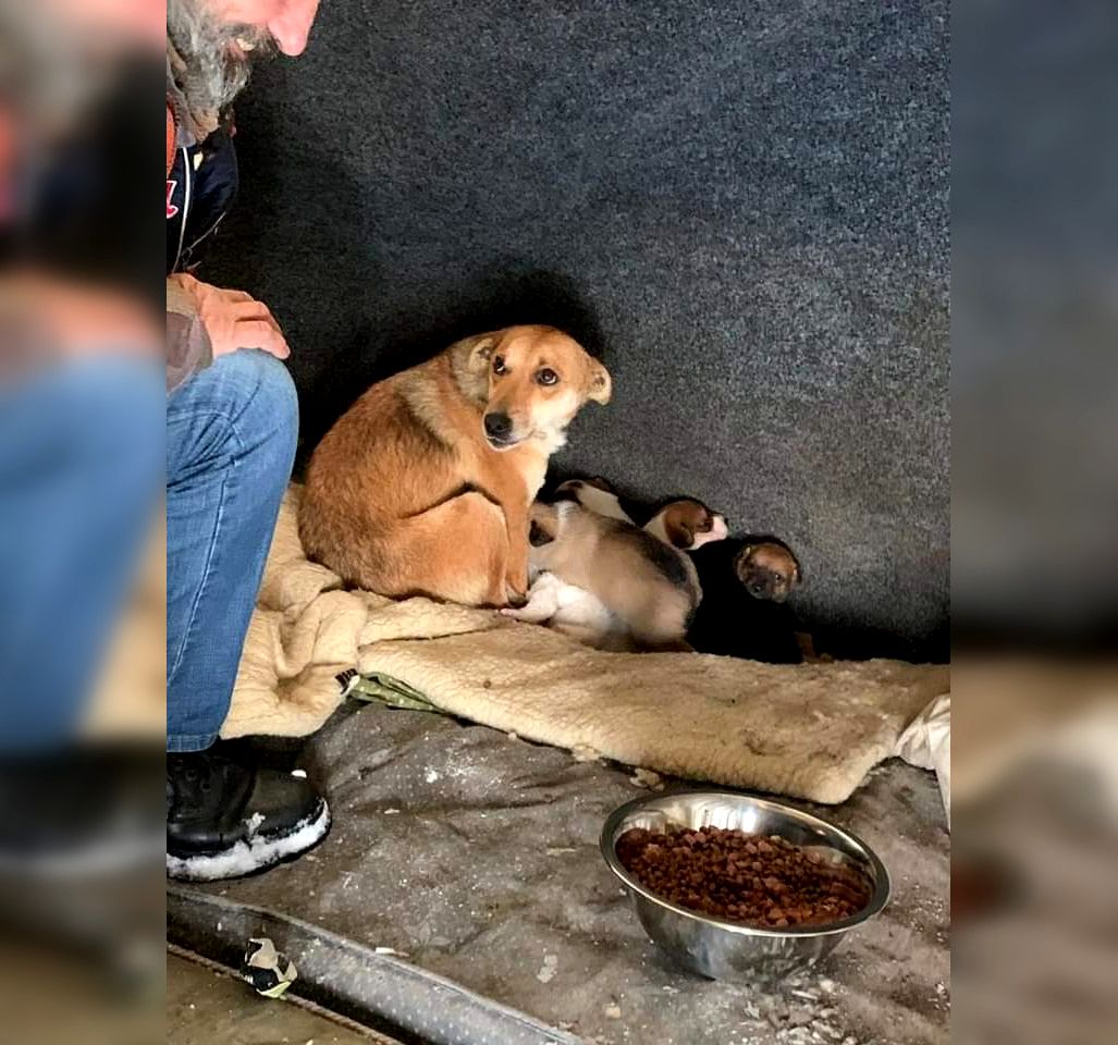 Gestul emoționant al unui bărbat fără adăpost, în Alba Iulia. A salvat o cățelușă cu șapte pui