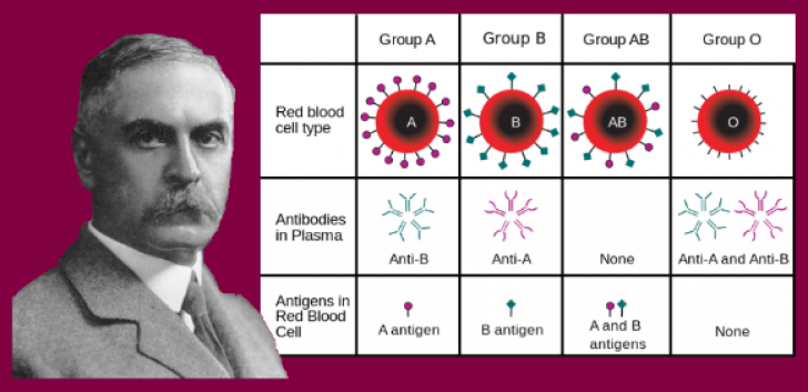 Google-Doodle: Karl Landsteiner, medicul care a descoperit grupele de sânge
