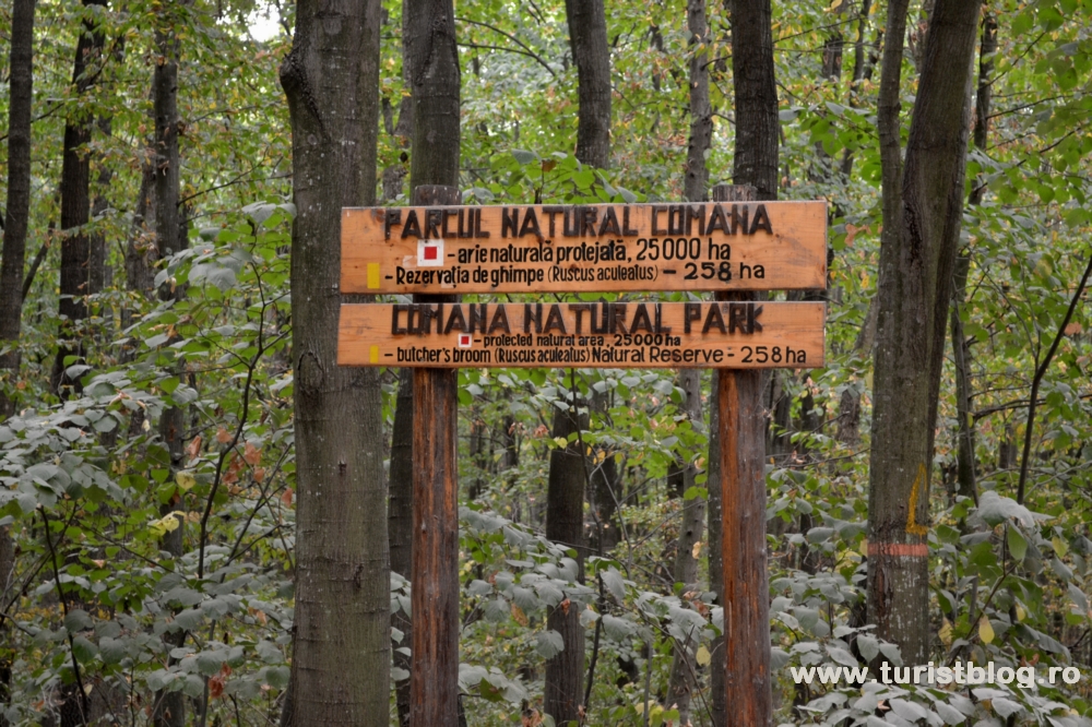 Graţiela Gavrilescu a teleportat 4 ha de pădure din Parcul Natural Comana către naşul lui Gheorghe Flutur