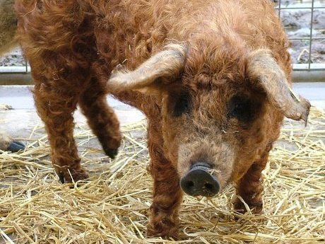 Guvernul oferă împrumuturi crescătorilor de porci din rasele Bazna şi Mangaliţa