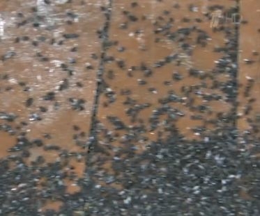 Imagini de cosmar surprinse intr-un sat din Rusia. Totul a fost invadat de muste si de vina e un agricultor