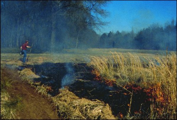 Incendiu de vegetatie in Delta Vacaresti