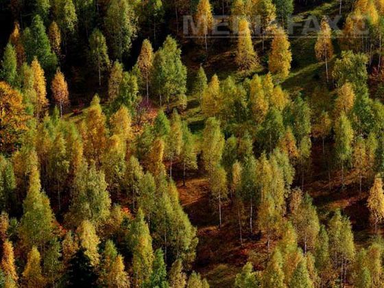 Incendiu puternic în Apuseni: Ard 75 de hectare de vegetaţie şi litieră