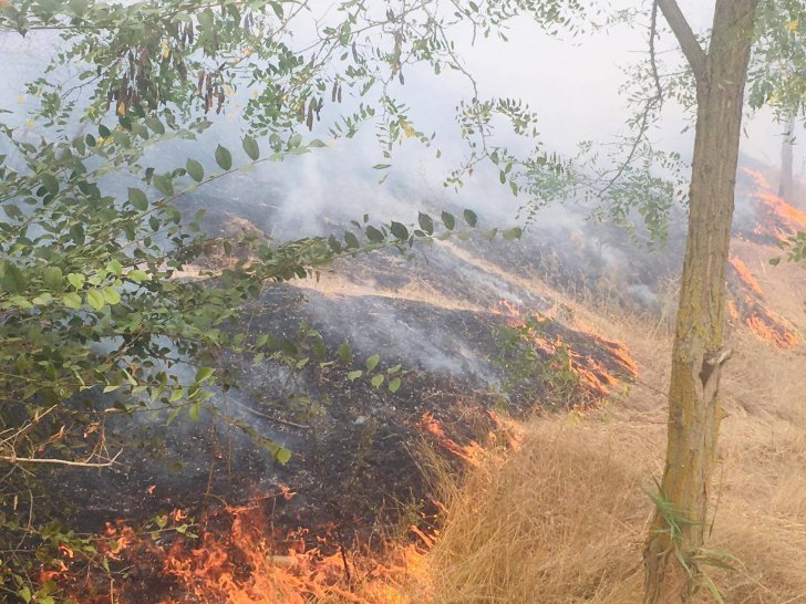 Incendiu puternic în Delta Dunării: 10 hectare de vegetaţie uscată, mistuite de flăcări