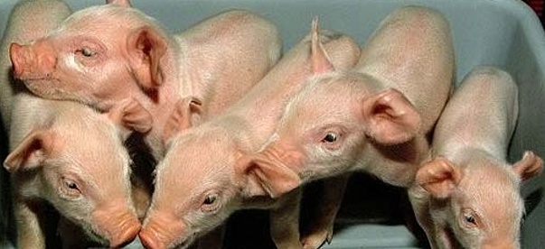 INFIORATOR! Mâncăm fără sa stim carne de la animale clonate