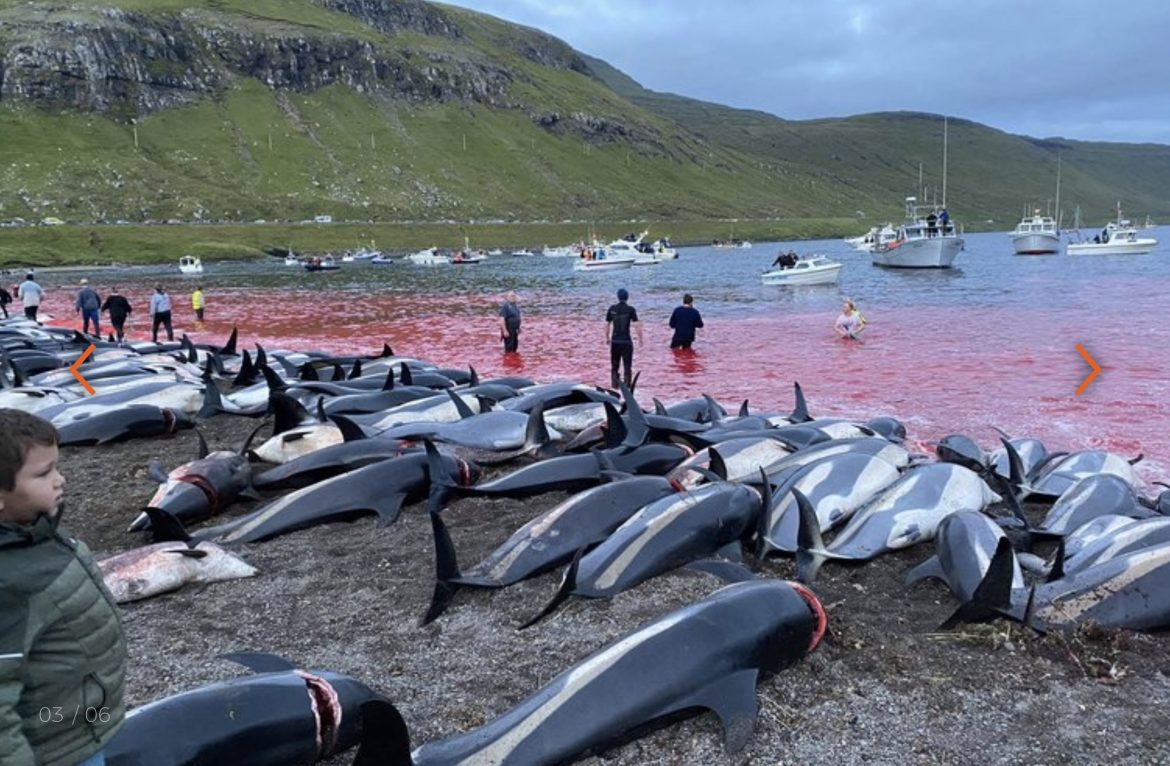 Insulele Feroe: 1.400 de delfini uciși într-o zi, în cadrul unei tradiții de sute de ani